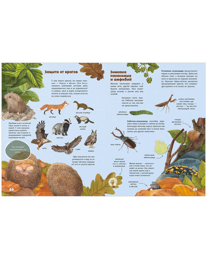 Удивительные энциклопедии. Секреты осеннего леса. Визуальная энциклопедия