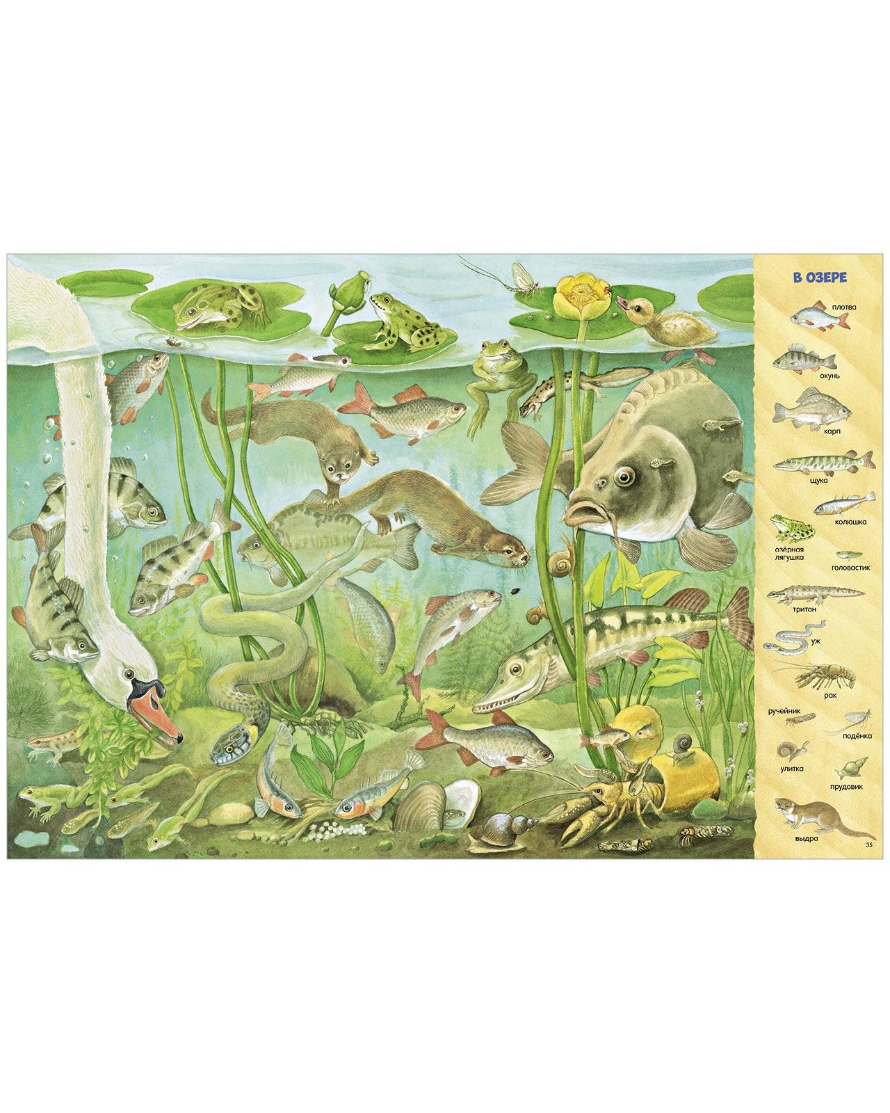 Найди и покажи. 1000 животных