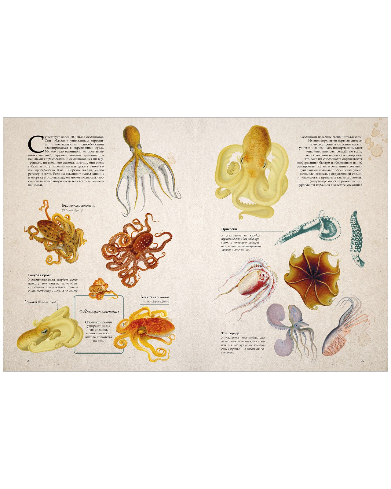 Удивительные энциклопедии. Морские сокровища