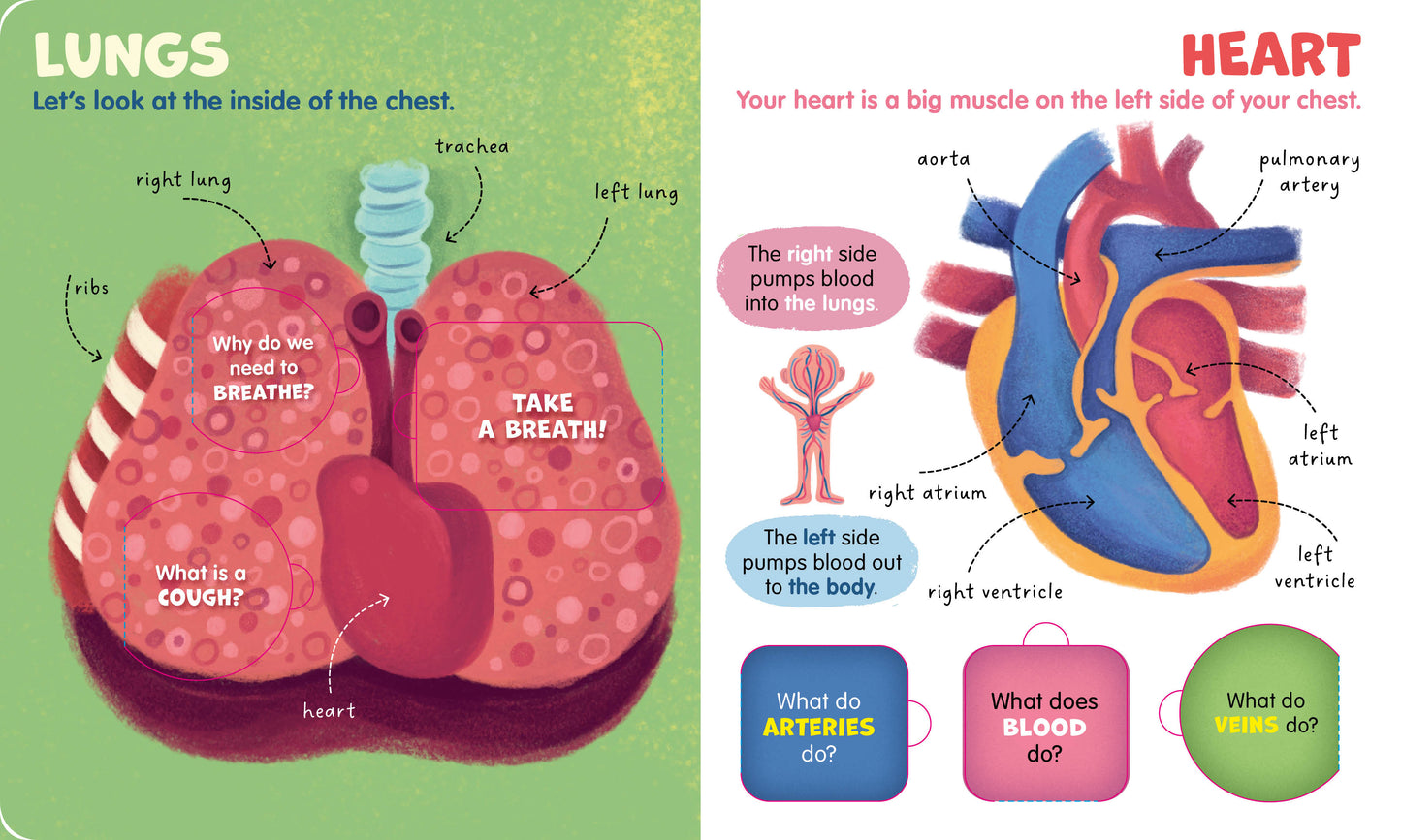 My First Lift-the-Flap: Human Body (Lift & Learn)