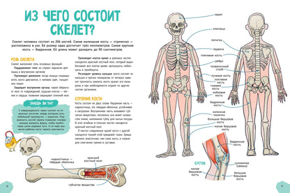 Удивительные энциклопедии. Невероятное тело человека - Твердая обложка - Сlever-publishing 62.00