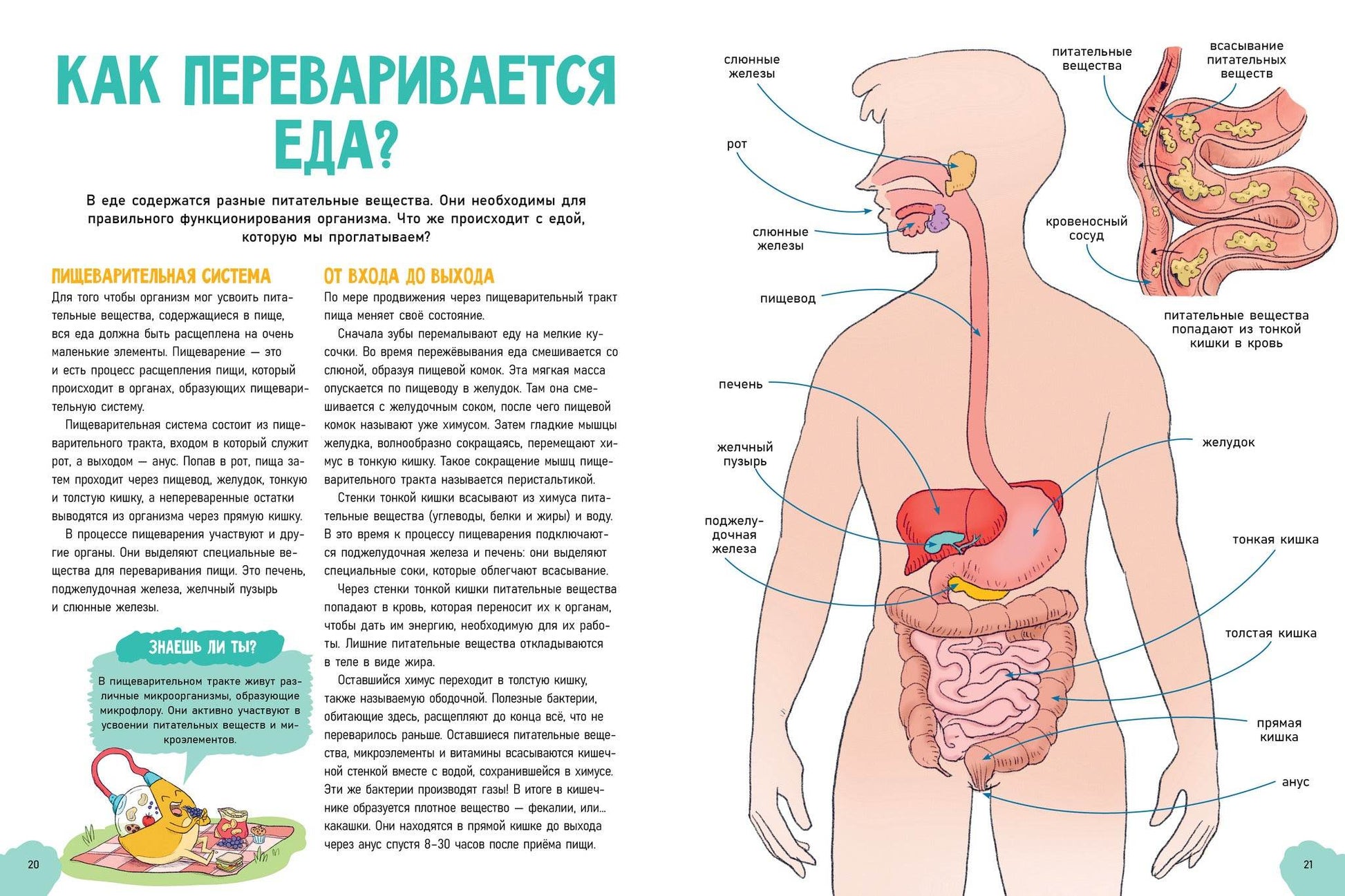 Удивительные энциклопедии. Невероятное тело человека - Твердая обложка - Сlever-publishing 62.00